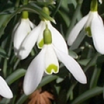 Подснежник Galanthus nivalis