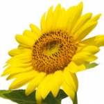 Подсолнечник Helianthus annuus