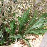 Полынь Artemisia Absinthum