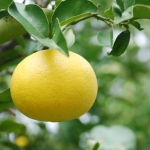 Помело Citrus maxima