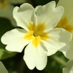 Примула Primula vulgaris