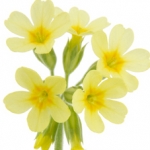 Примула Primula vulgaris