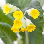 Примула Primula vulgaris