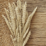 Пшеница Triticum