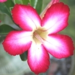 Пустынная роза Adenium obesum