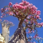 Пустынная роза Adenium obesum