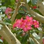 Пустынная роза Adenium obesum