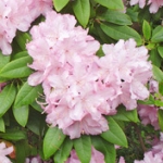 Рододендрон Rhododendron ponticum