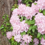 Рододендрон Rhododendron ponticum