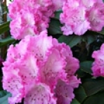 Рододендрон Rhododendron ponticum