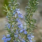 Розмарин Rosmarinus officinalis L.