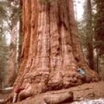 Секвойя Sequoia sempervirens