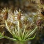 Семена моркови Daucus carota (Umbelliferae)