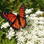 Семена моркови Daucus carota (Umbelliferae)