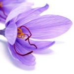 Шафран Crocus Sativus Linneaus