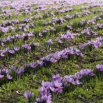 Шафран Crocus Sativus Linneaus