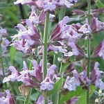 Шалфей Salvia officinalis