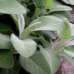 Шалфей Salvia officinalis