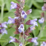 Шалфей Salvia officinalis