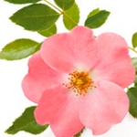 Шиповник Rosa canina