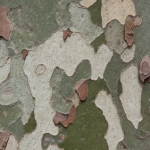 Сикамора Platanus occidentalis