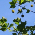 Сикамора Platanus occidentalis