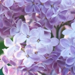 Сирень Syringa vulgaris (Oleaceae)