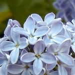 Сирень Syringa vulgaris (Oleaceae)