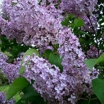 Сирень Syringa vulgaris (Oleaceae)