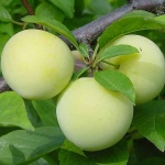 Слива Prunus