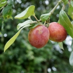 Слива Prunus