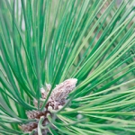 Сосна Genus Pinus, family Pinaceae