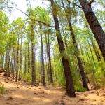 Сосна Genus Pinus, family Pinaceae