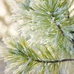 Сосна Genus Pinus, family Pinaceae