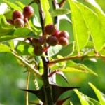 Сычуаньский перец Zanthoxylum (Z. piperitum, Z. simulans, Z. sancho and Z. schinifolium)