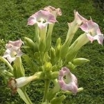 Табак Nicotiana tabacum (Solanaceae) 