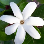 Тиаре Gardenia tahitensis (Rubiaceae)