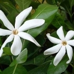 Тиаре Gardenia tahitensis (Rubiaceae)