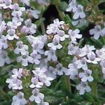 Тимьян Thymus vulgaris (Labiatae) 