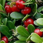 Толокнянка Arctostaphylos