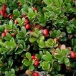 Толокнянка Arctostaphylos