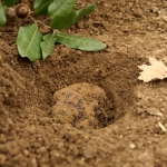 Трюфель (гриб) Genus: tuber Family: Tuberaceae