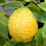 Цедрат citrus medica