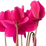 Цикламен Cyclamen