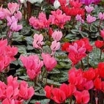 Цикламен Cyclamen