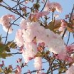 Цветок черешни family Rosaceae, genus Prunus