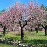 Цветок миндаля Prunus amygdalis var. amara (Rosaceae)