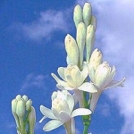 Тубероза Polianthes tuberosa