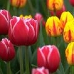 Тюльпан Tulipa