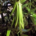 Ваниль Vanilla planifolia